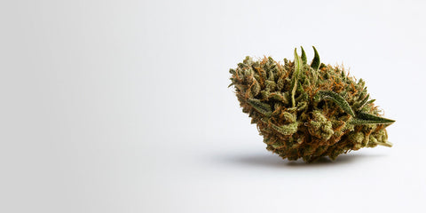 Cannabissamen für Anfänger