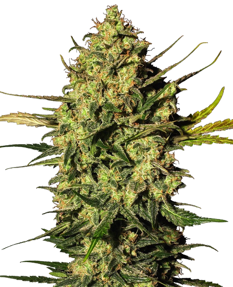 Master Kush - auto - 3 Stk. - Sensi Seeds