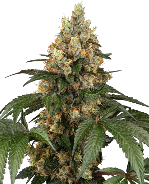 Chocolate Rainbow XXL® - fem. - 3 Stk. - Sensi Seeds