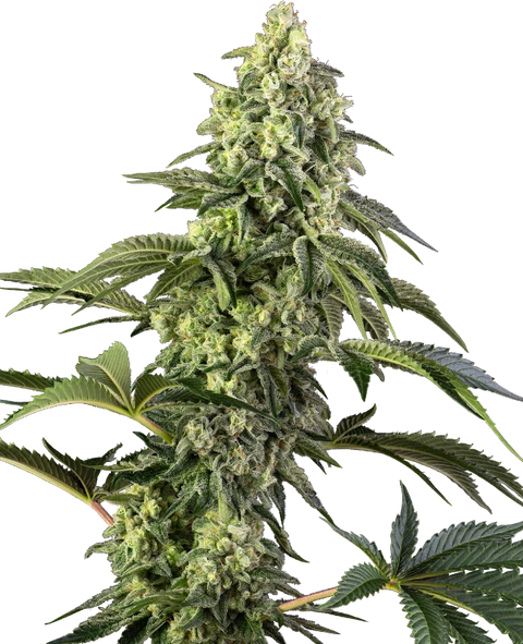Cosmic Kiss®  - fem. - 3 Stk. - Sensi Seeds