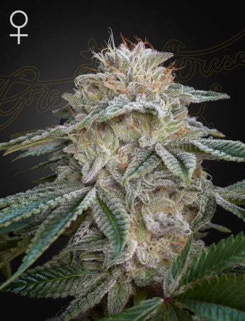 Super Lemon Haze x GMO - fem. - 3 Stk. -  Green House Seeds