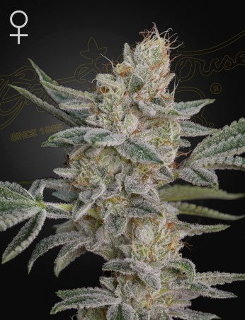 Super Lemon Haze x RS11 - fem. - 3 Stk. -  Green House Seeds