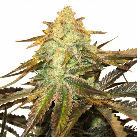 818 Headband Aka Sour OG - fem - 6 Stk. - The Cali Connection