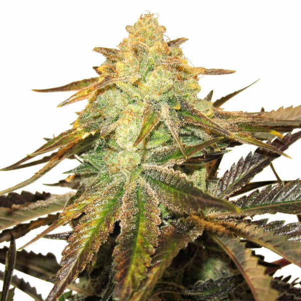818 Headband Aka Sour OG - fem - 6 Stk. - The Cali Connection