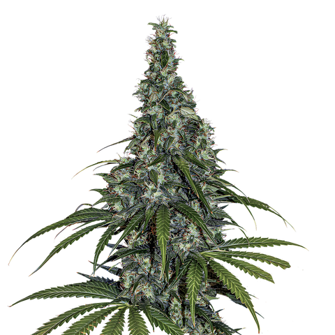 Amnesia Haze - auto - 3 Stk. - Barney's Farm