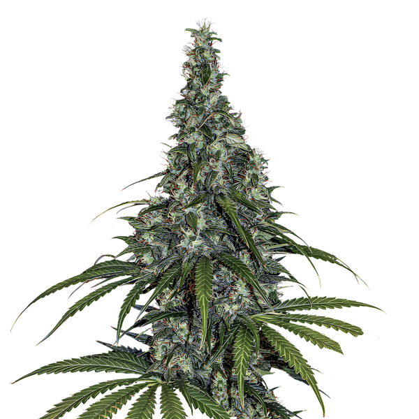 Amnesia Haze - auto - 3 Stk. - Barney's Farm