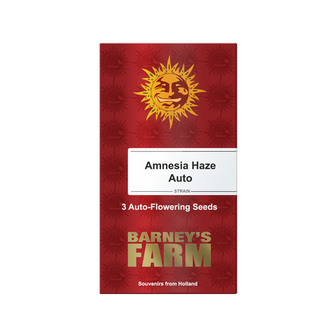 Amnesia Haze - auto - 3 Stk. - Barney's Farm