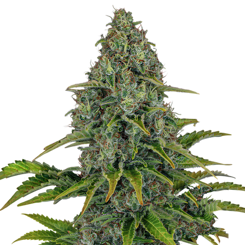 Blue Cheese - auto - 3 Stk. - Barney's Farm