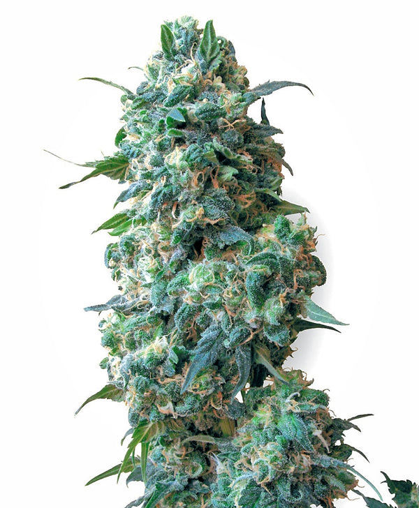 Afghan Kush - reg. - 10 Stk. - Sensi Seeds
