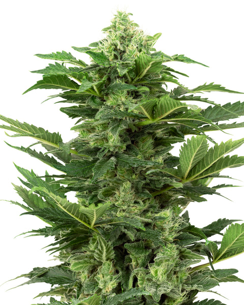 Afghan Pearl CBD - auto - 3 Stk. - Sensi Seeds