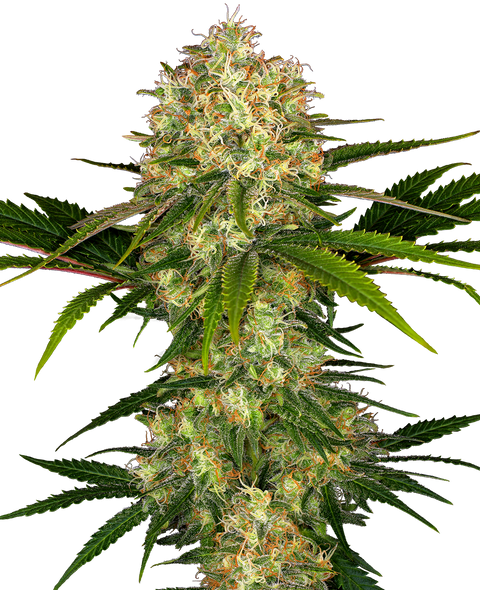 Afghani #1® - fem. - 3 Stk. - Sensi Seeds