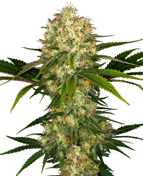 Afghani #1®  - reg. - 10 Stk. - Sensi Seeds