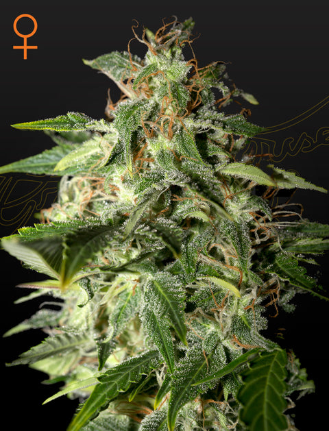 Afgooey - fem. - 3 Stk. -  Green House Seeds