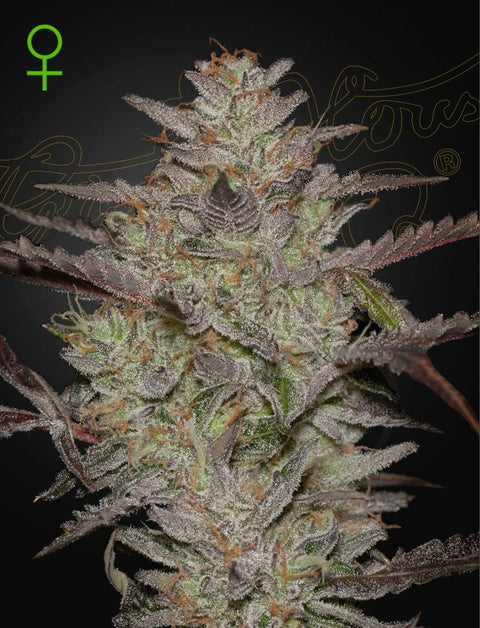 AlienZ - auto - 3 Stk. -  Green House Seeds