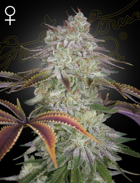 AlienZ - fem. - 3 Stk. -  Green House Seeds