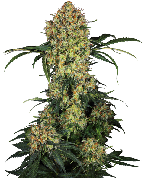 Aloha OG   - fem. - 3 Stk. - Sensi Seeds