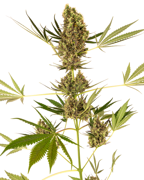 Alpine Delight CBD® - auto - 3 Stk. - Sensi Seeds