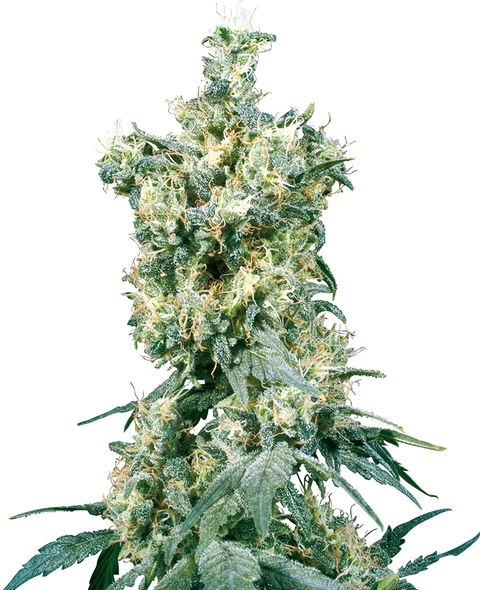 American Dream®  - reg. - 10 Stk. - Sensi Seeds