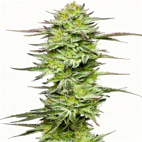 Amnesia Jelly Auto - auto - 3 Stk. - Sensi Seeds