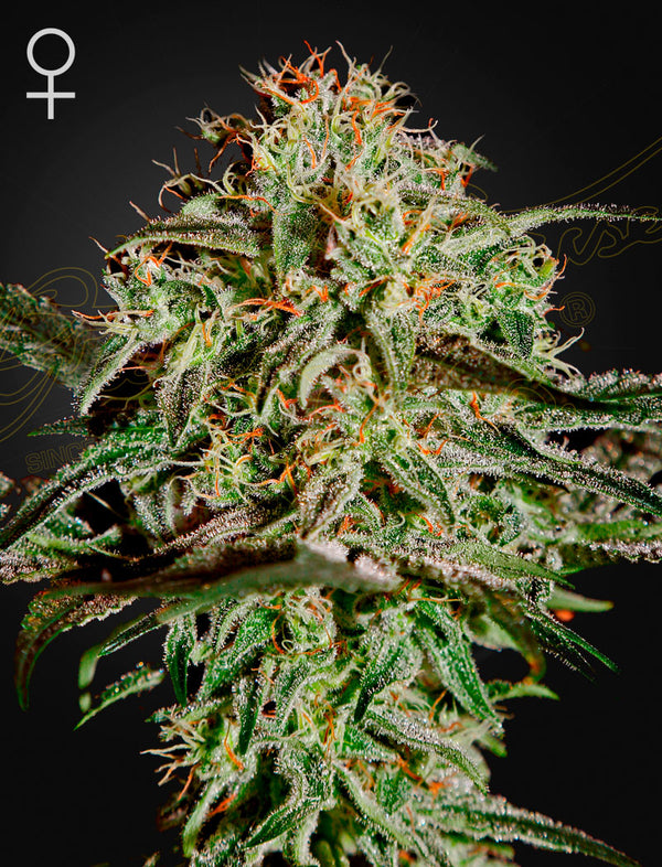 A.M.S. - fem. - 3 Stk. -  Green House Seeds
