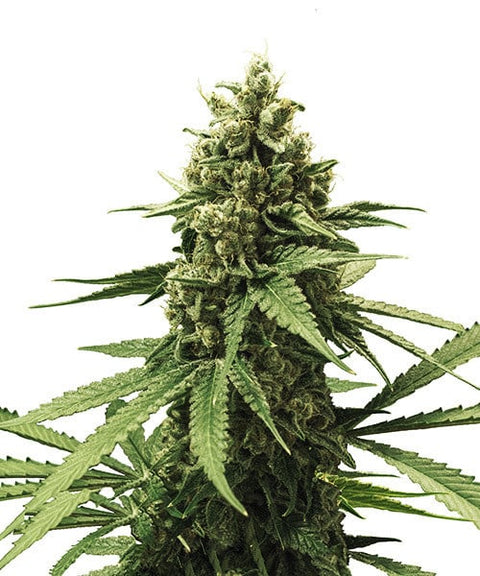 Apple Fritter - fem. - 3 Stk. -  Royal Queen Seeds