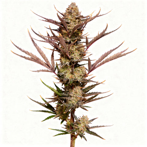 Apple Strudel Auto - auto - 3 Stk. - 420 Fast Buds