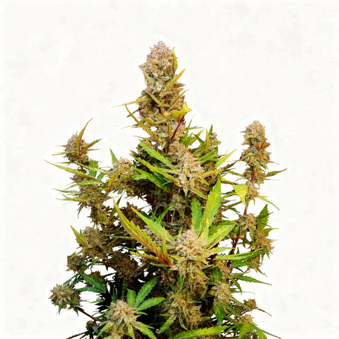 Apricot Auto - auto - 3 Stk. - 420 Fast Buds