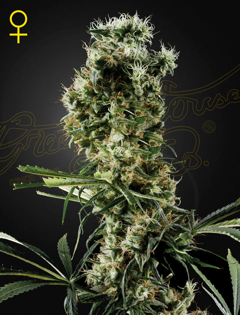 Arjan's Ultra Haze #2 - fem. - 3 Stk. -  Green House Seeds