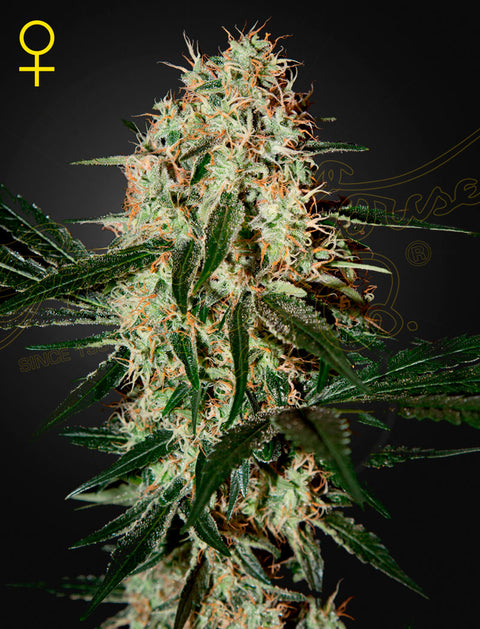 Arjan's Haze#3 - fem. - 3 Stk. -  Green House Seeds