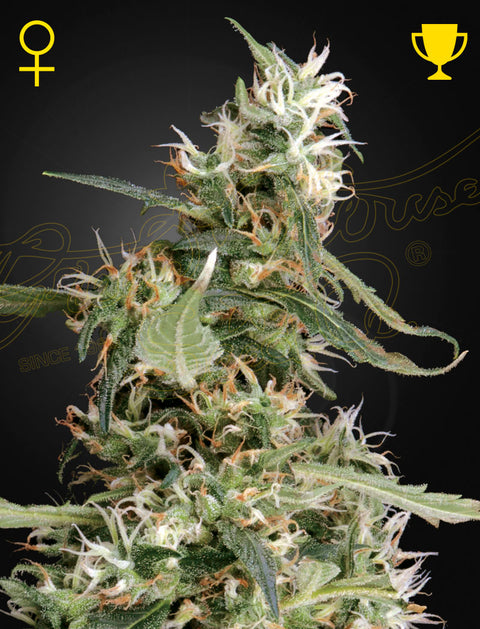 Arjan's Ultra Haze #1 - fem. - 3 Stk. -  Green House Seeds