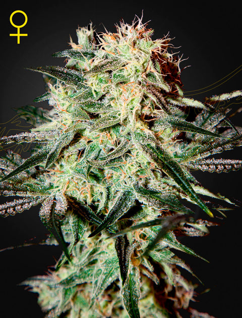 Arjan's Strawberry Haze - fem. - 3 Stk. -  Green House Seeds