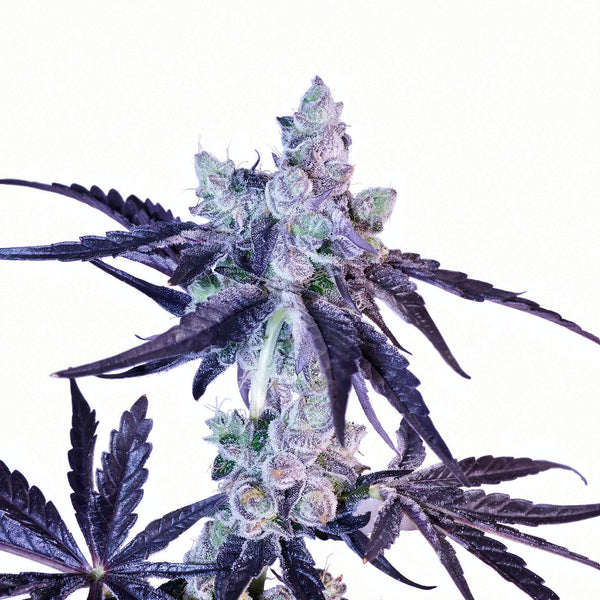 Asylum - fem - 5 Stk. - Botafarm