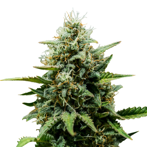 Fat Banana - auto - 3 Stk. -  Royal Queen Seeds