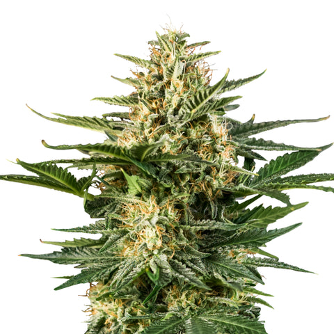 Green Gelato - auto - 3 Stk. -  Royal Queen Seeds