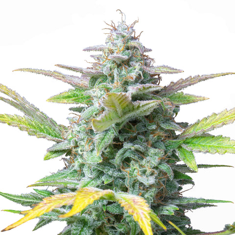 Quick One - auto - 3 Stk. -  Royal Queen Seeds