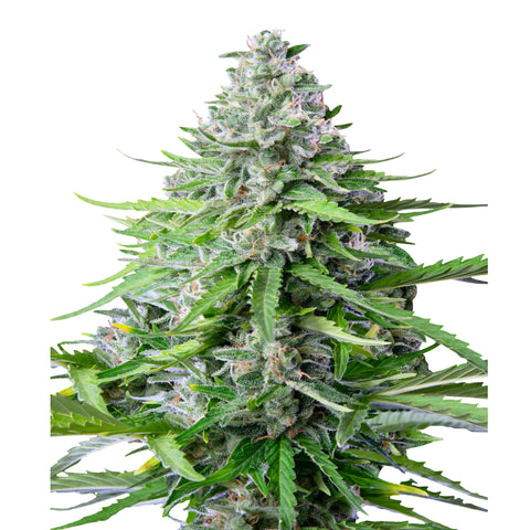 Royal Cookies - auto - 3 Stk. -  Royal Queen Seeds