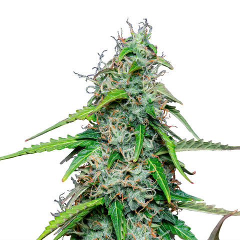 Royal Gorilla - auto - 3 Stk. -  Royal Queen Seeds