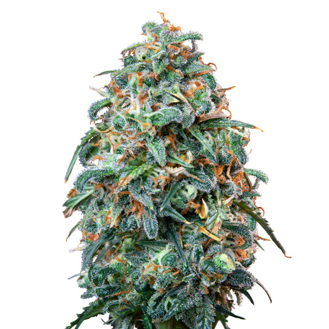 Sherbet Queen - auto - 3 Stk. -  Royal Queen Seeds