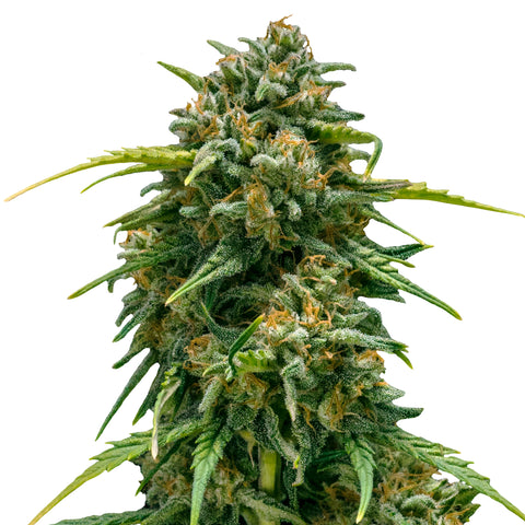 Sweet Skunk - auto - 3 Stk. -  Royal Queen Seeds