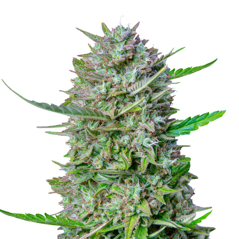 Mimosa - auto - 3 Stk. -  Royal Queen Seeds