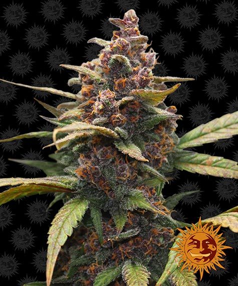 Ayahuasca Purple - fem. - 3 Stk. - Barney's Farm