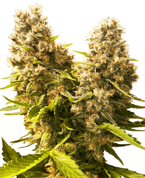 Banana Kush Cake - auto - 3 Stk. - Sensi Seeds