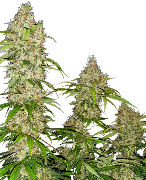 Banana Kush Cake - fem. - 3 Stk. - Sensi Seeds