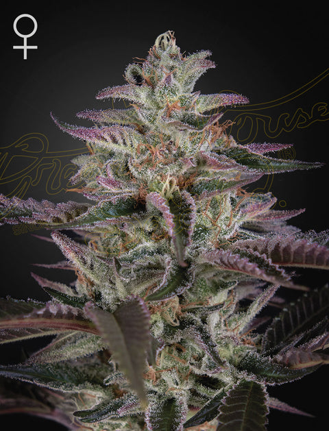 Banana Krumble - fem. - 3 Stk. -  Green House Seeds