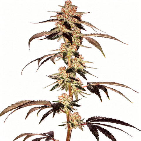 Umami Seeds Co.