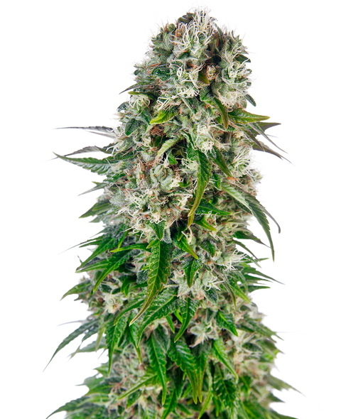Big Bud - auto - 3 Stk. - Sensi Seeds