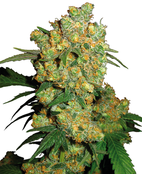 Big Bud® - fem. - 3 Stk. - Sensi Seeds