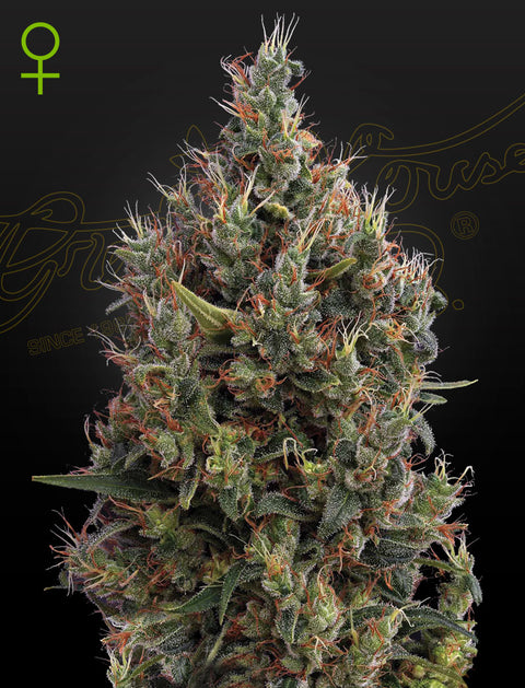 Big Bang - auto - 3 Stk. -  Green House Seeds