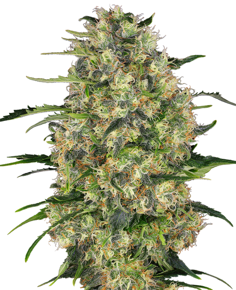 Black Domina® - fem. - 3 Stk. - Sensi Seeds