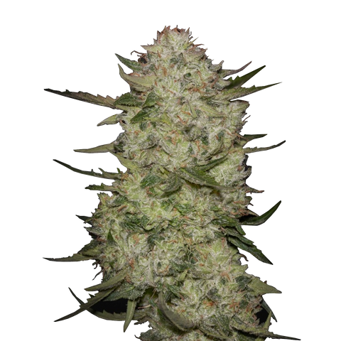 Black Toffee - auto - 3 Stk. -  Green House Seeds